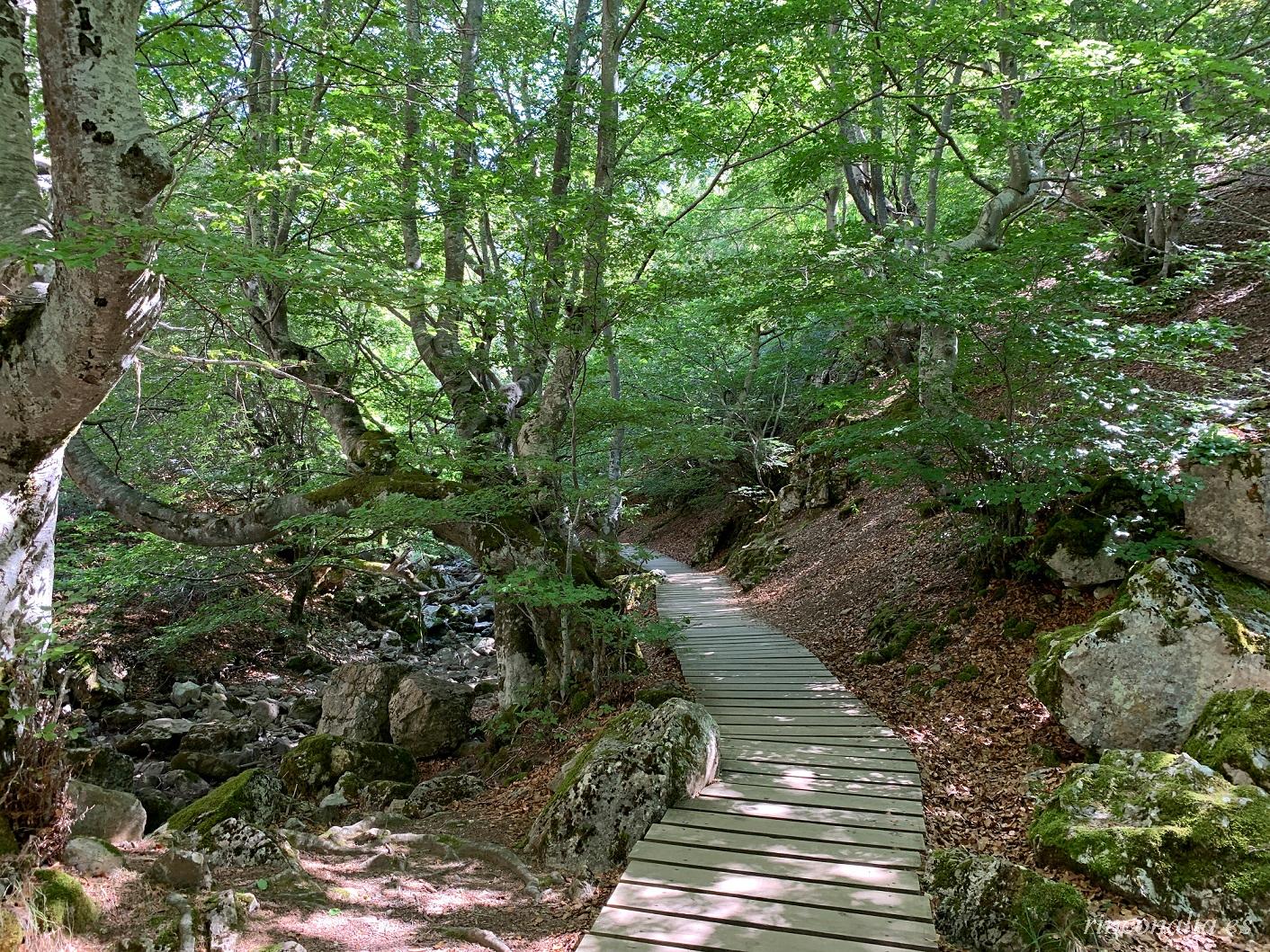 Faedo de Ciñera de Gordón, forêt de hêtres de conte près de León