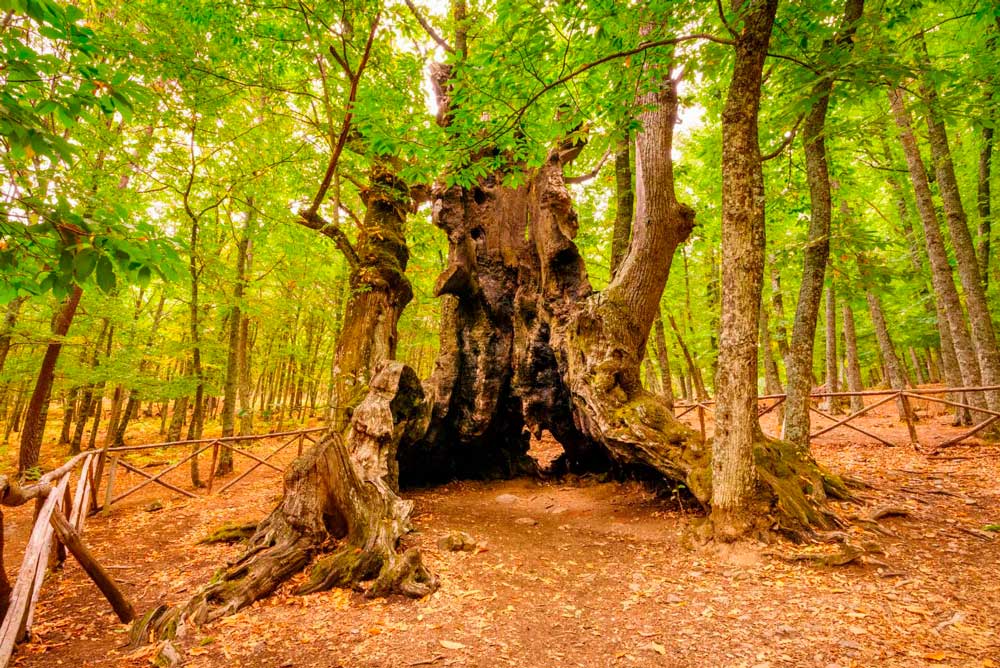 La Forêt de Châtaigniers du Tiemblo, un bois séculaire avec des spécimens de plus de 500 ans